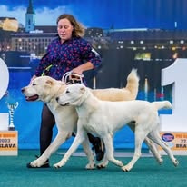 Stredoázijský ovčiak SAO s PP - 14