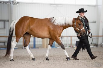 Pripúšťanie Quarter Horse - 14
