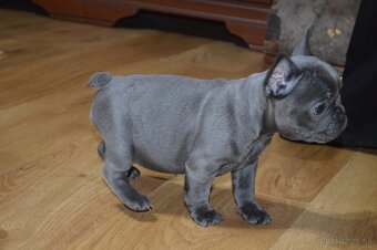 francuzsky buldocek - 14