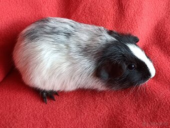 Cistokrvne morčatá - 14