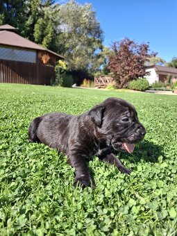 Bandog - 14