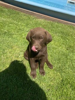 hnědé šteniatka labrador a – pripravené na odber - 14