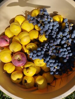 Záhrada s podpivničenou chatkou - 14