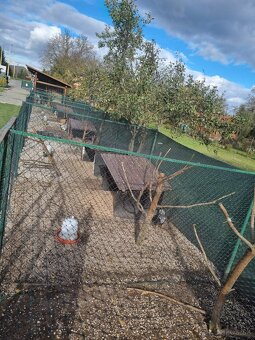 Voliéra ,klietka - 14