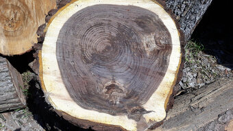 Orech čierny - sadenice. Orech čierny - Kotora - 14