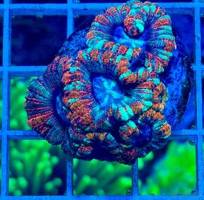 Morske Koraly - aktuálna ponúka - 14