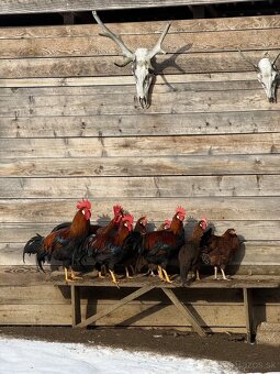 Predám mladé kohúty - 14