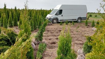 Tuja Smaragd, vavrínovec, červienka - Košice - 14