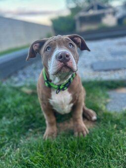 Šteniatka American Bully XL s pp na predaj - 14