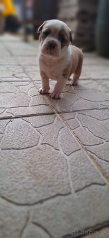 American Bully - 14