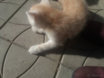 Perzské mačiatko - 14