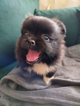 Pomeranian +nemecký špic - 14