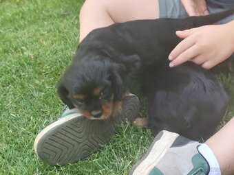 Šteniatka Cavalier king Charles španiel, kavalier - 14