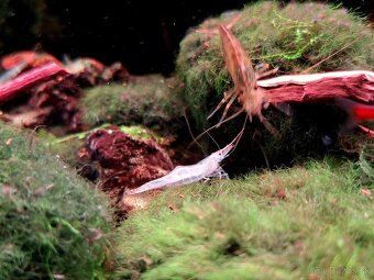 Akvárium NanoCube Dennerle 60l - 14