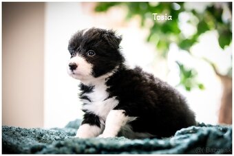 Border Collie Border Kolia s PP FCI - 14