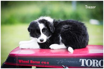 Border Collie Border Kolia s PP FCI - 14