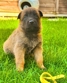 Belgický ovčiak - Malinois - 14