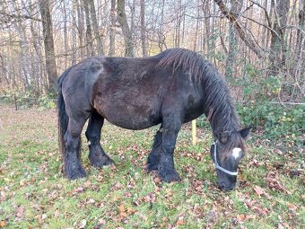 Ogiery zimnokrwiste - 14