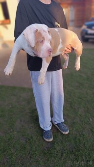 Šteniatka American Bully XL - 14