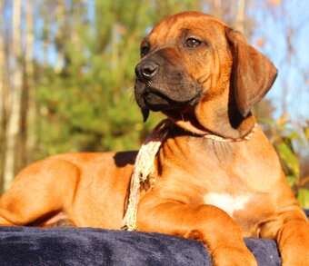 Rhodézsky ridgeback - 14