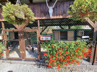 Voliery , klietky - 14