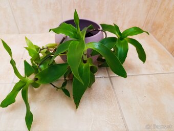 Ponúkam Zelenec, monstera minima, difenbachia - 14