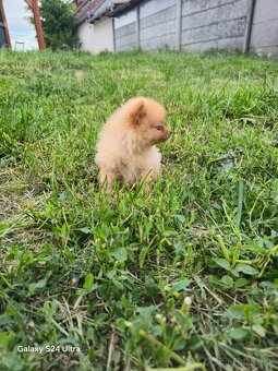 Pomeranian spic - 14