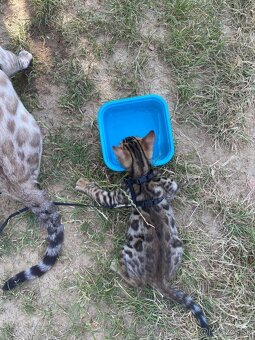 Bengalsky kocurik na krytie - 14