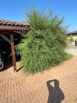 Úprava záhrad a živých plotov, vypiľovanie tují, kosenie - 14