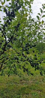 TRADIČNÝ SLIVKOVÝ LEKVÁR 100% Z BYSTRICKÝCH SLIVIEK - 14