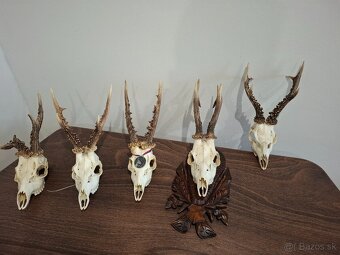 Srnec, parožie, trofeje - 14