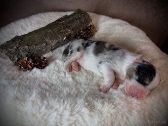 Austrálsky ovčiak s PP - 14