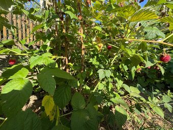 Na predaj: Ovocná záhrada v Leviciach - 14