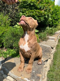 American bully XL - 14