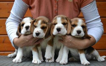 Bigel, bigl, beagle s PP - 14