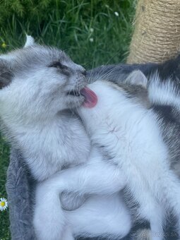 1/2 Mainská mývalia mačka/kocúr (Maine Coon) - 14