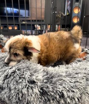 ÚŽASNÉ šteniatka - Čínsky chocholatý pes - labutienky - 14