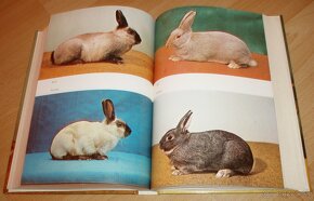 Vzorník plemen králíku - 14