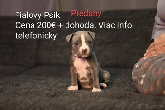 Predám šteniatka americkeho stafforda - 14