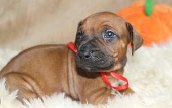 Rodézsky ridgeback - 14