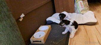 Yorkshire terier biewer mini - 14