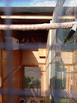 Papagáj spevavy - 14