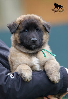 Belgický ovčiak Tervueren - štěňátka s PP - 14