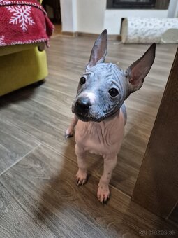 Americký bezsrstý teriér - 14