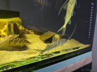 Predám akvarijné rybičky - 14