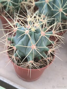 Kaktusy a sukulenty - 14