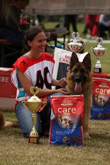 Šteniatka nemeckého ovčiaka s PP - 14