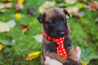 Šteniatka belgický ovčiak malinois s PP - 14