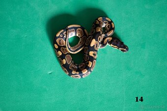 Pytón kráľovský/ Python regius - 14