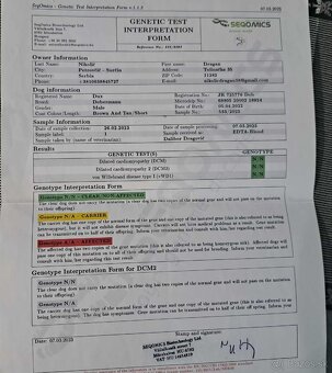 DOBERMAN ŠTENIATKA S FCI P.P - 14